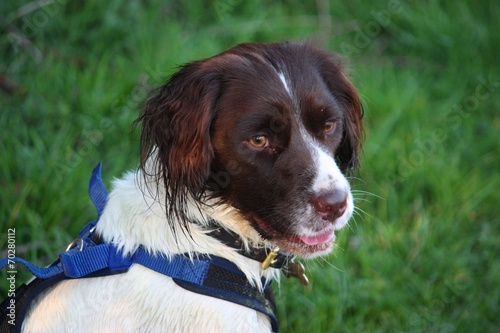 a very cute liver and white working type english springer spanie photo