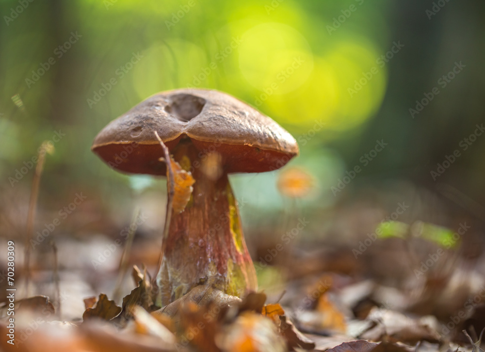 Fototapeta premium Boletus in the forest