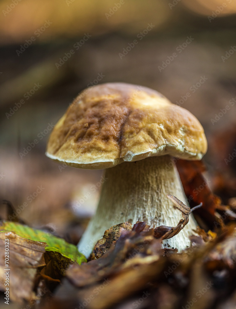 Boletus edulis in the forest Boletus edulis in the forest