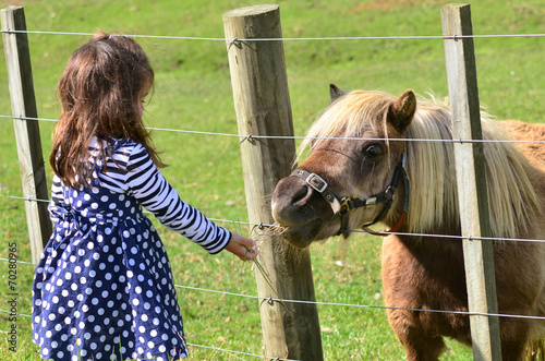 Brown Pony outdoor photo