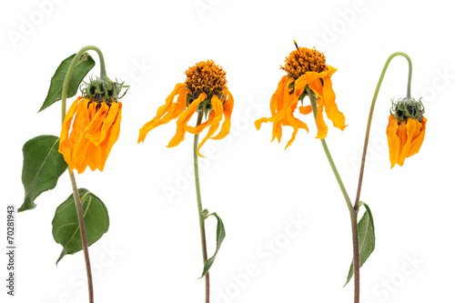 Fading cosmos flowers
