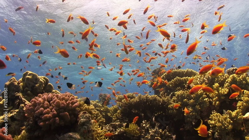 Colorful Fish on Vibrant Coral Reef, Red sea