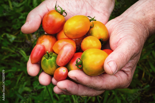 fresh multicolored tomatoes in the hands