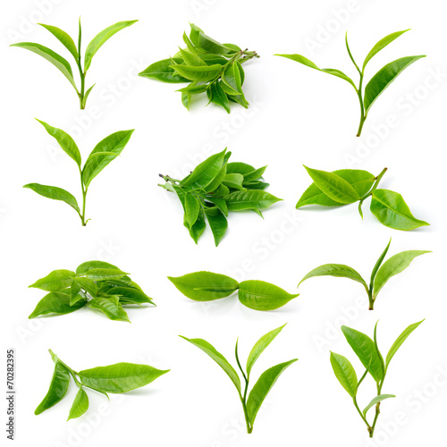 green tea leaf isolated on white background