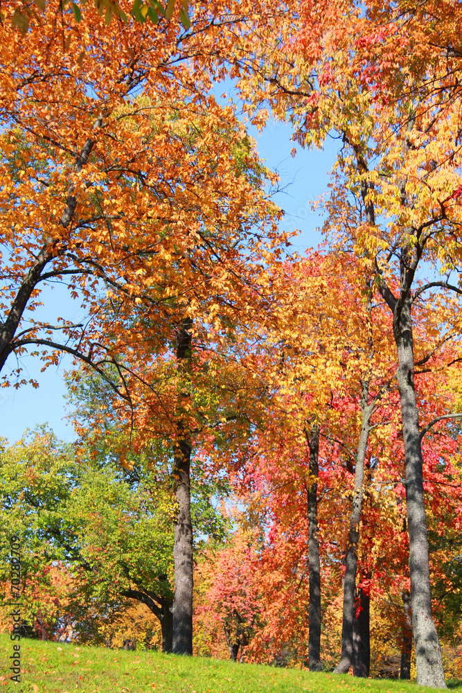 Tall autumn trees