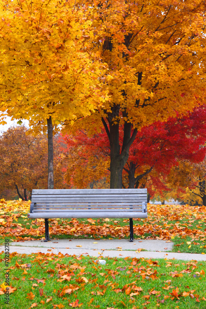 Bench under bright autumn trees Bench under bright autumn trees