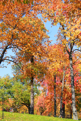Tall autumn trees