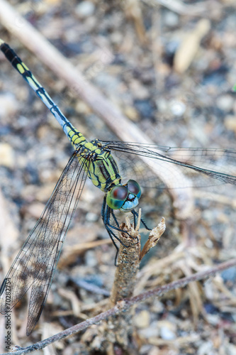 dragonfly photo