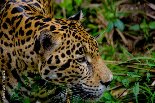jaguar face closeup