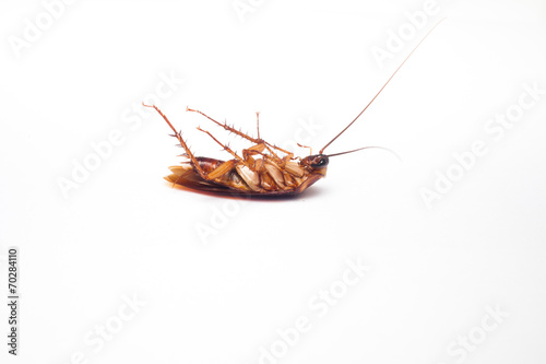 Dead cockroaches © amnarj2006