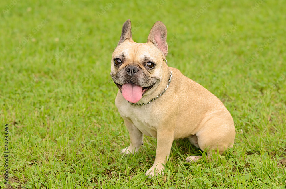 Happy French Bulldog sit on green grass