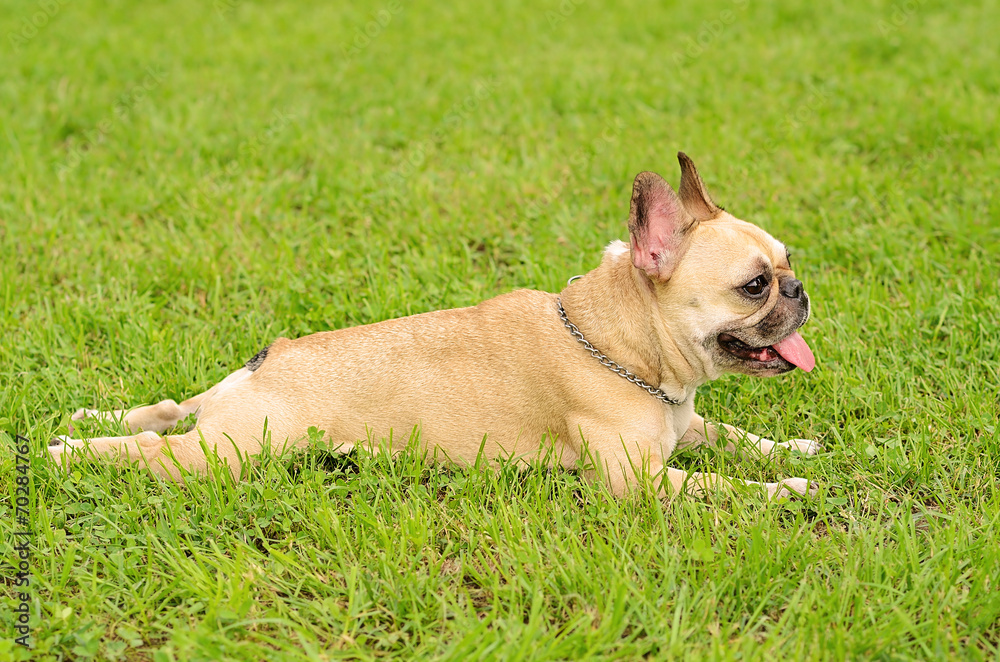 French Bulldog resting on green grass