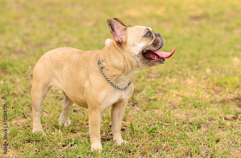 Happy French Bulldog on green grass