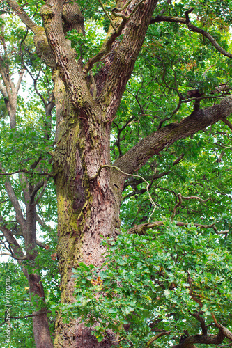 mature oak tree