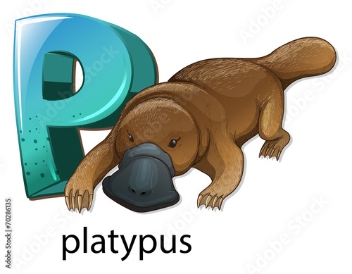 A letter P for platypus