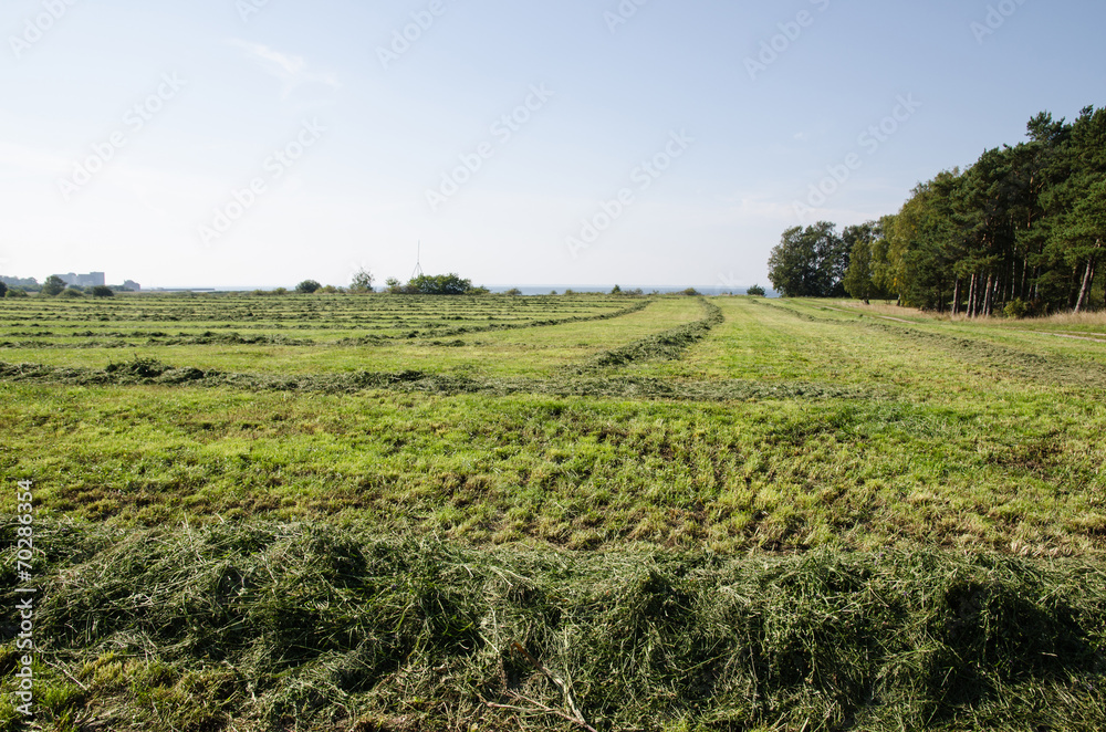 Cut hay in rows at a green field