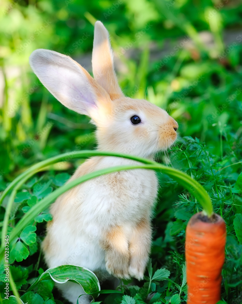 Fototapeta premium Funny baby rabbit with a carrot in grass