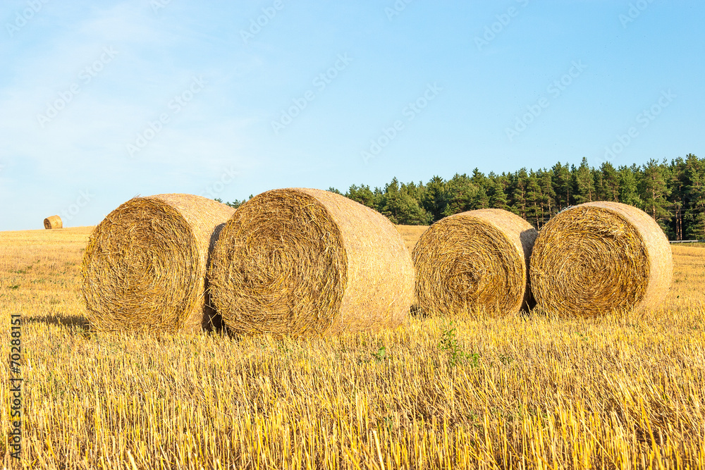 Haystacks in the field