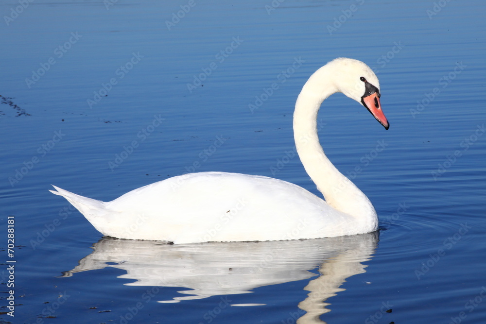 Gleitender Schwan Gleitender Schwan