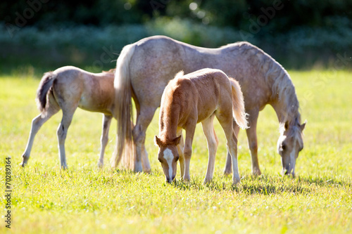Mare with two foals in field