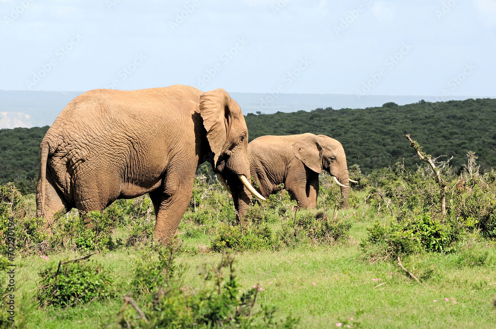 Elephants, Addo Elephant National Park, South Africa