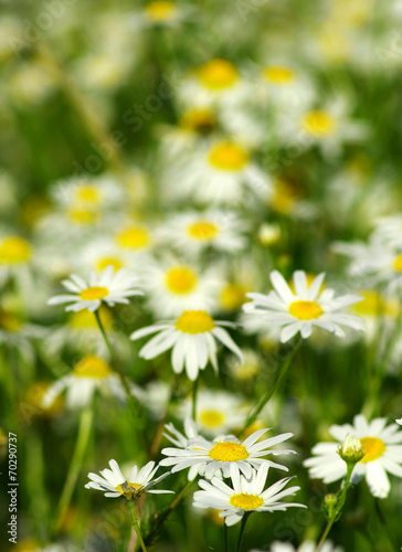 camomile flowers