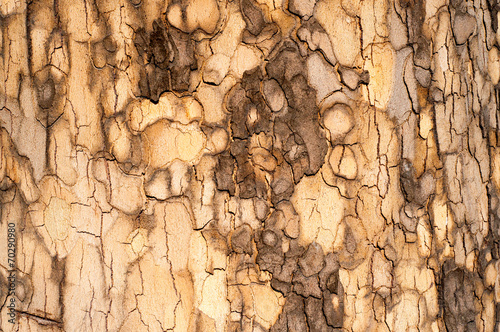 Sycamore Bark Texture