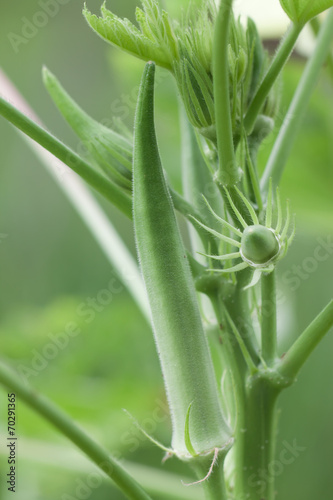 fresh okra in garden