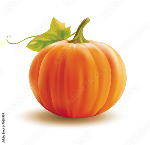 Orange pumpkin on white. Vector