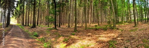 forest panorama © tadeas