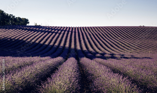 Lavender flowers blooming field