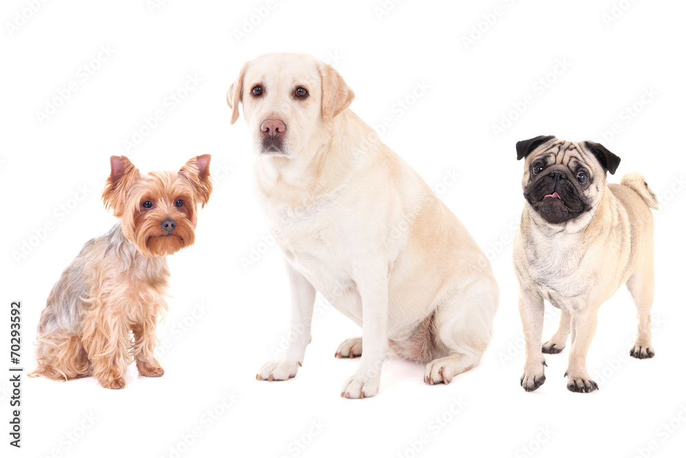 Fototapeta cute dogs - pug dog, yorkshire terrier and golden retriever isol