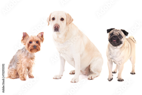 cute dogs - pug dog, yorkshire terrier and golden retriever isol