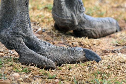 Paw African ostrich. Leg of the bird. South Africa, Лапа страуса