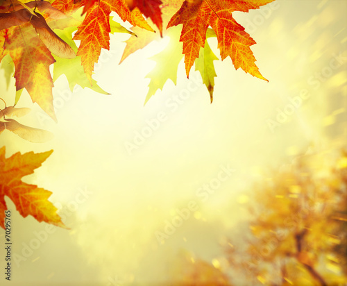 autumn yellow leaves background
