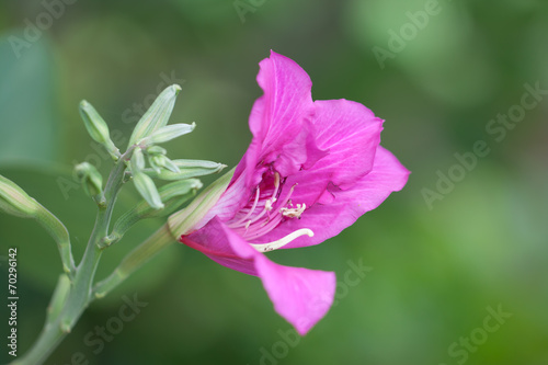 lovely flower in garden