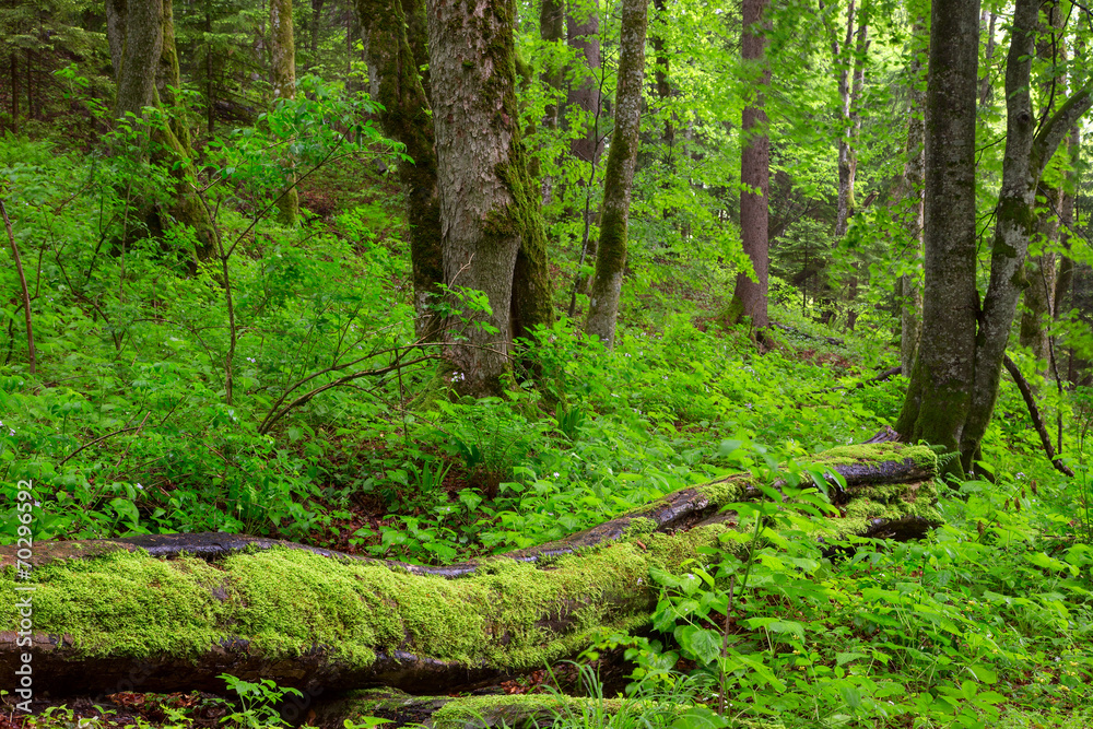 Beautiful green forest Beautiful green forest