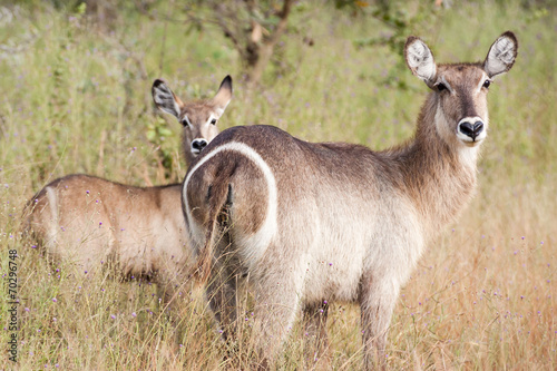 A wild mother Waterbuck antelope stading with her baby photo