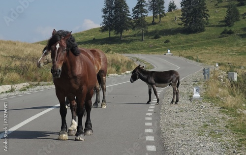 horses in Bihor carst mountains in Apuseni in Romania