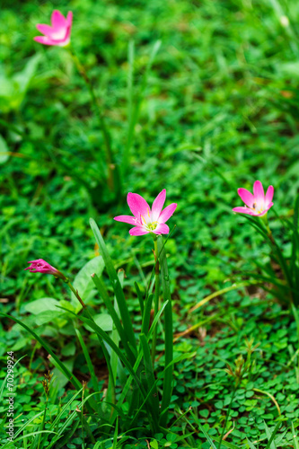 Pink flower in green grass close up