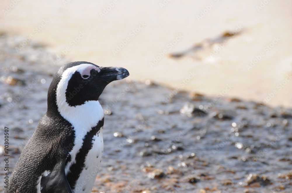 Naklejka premium Manchot du Cap