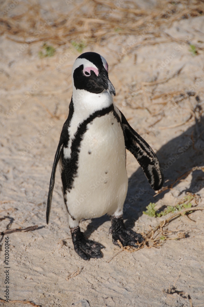 Naklejka premium Manchot du Cap