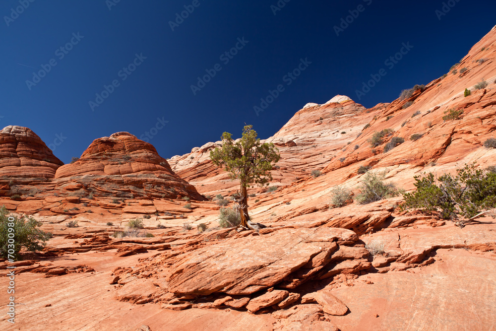 USA - coyote buttes - the wave formation USA - coyote buttes - the wave formation