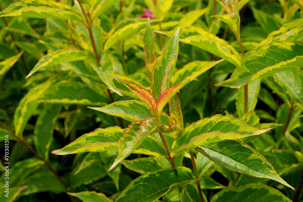 Obraz premium Weigela florida French Lace