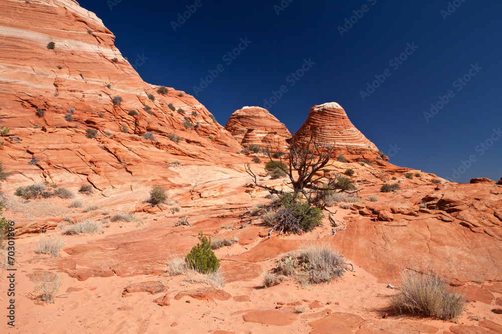 Fototapeta premium USA - coyote buttes - the wave formation
