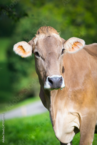 Cow