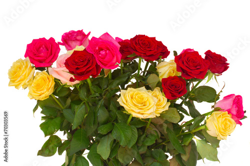 bunch  of fresh multicolored  roses