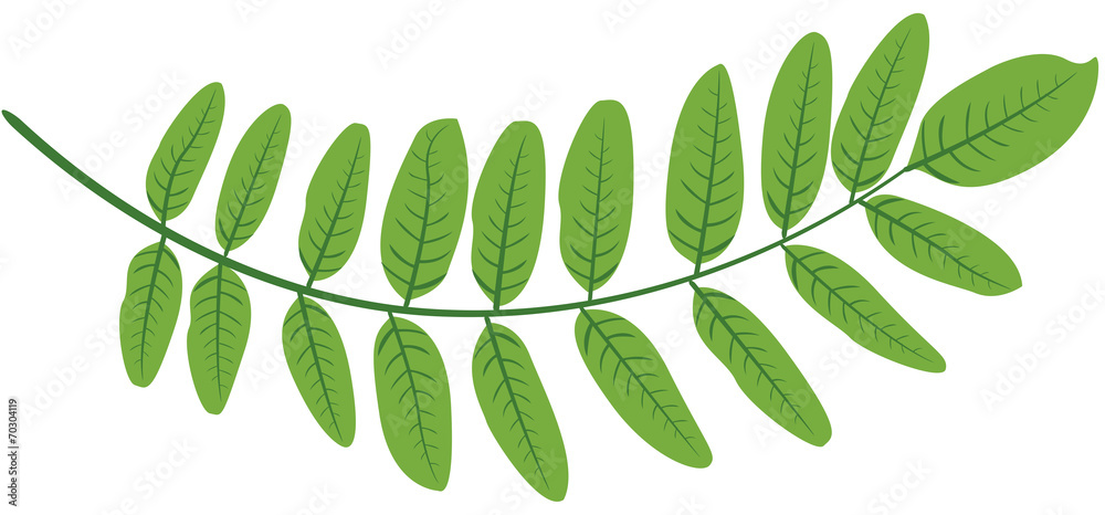 Obraz premium Feuilles acacia verte illustration 1