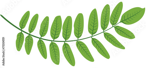 Feuilles acacia verte illustration 1