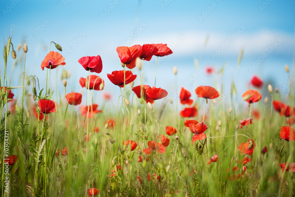 Obraz premium Field of Poppy Flowers Papaver rhoeas in Summer, selective focus